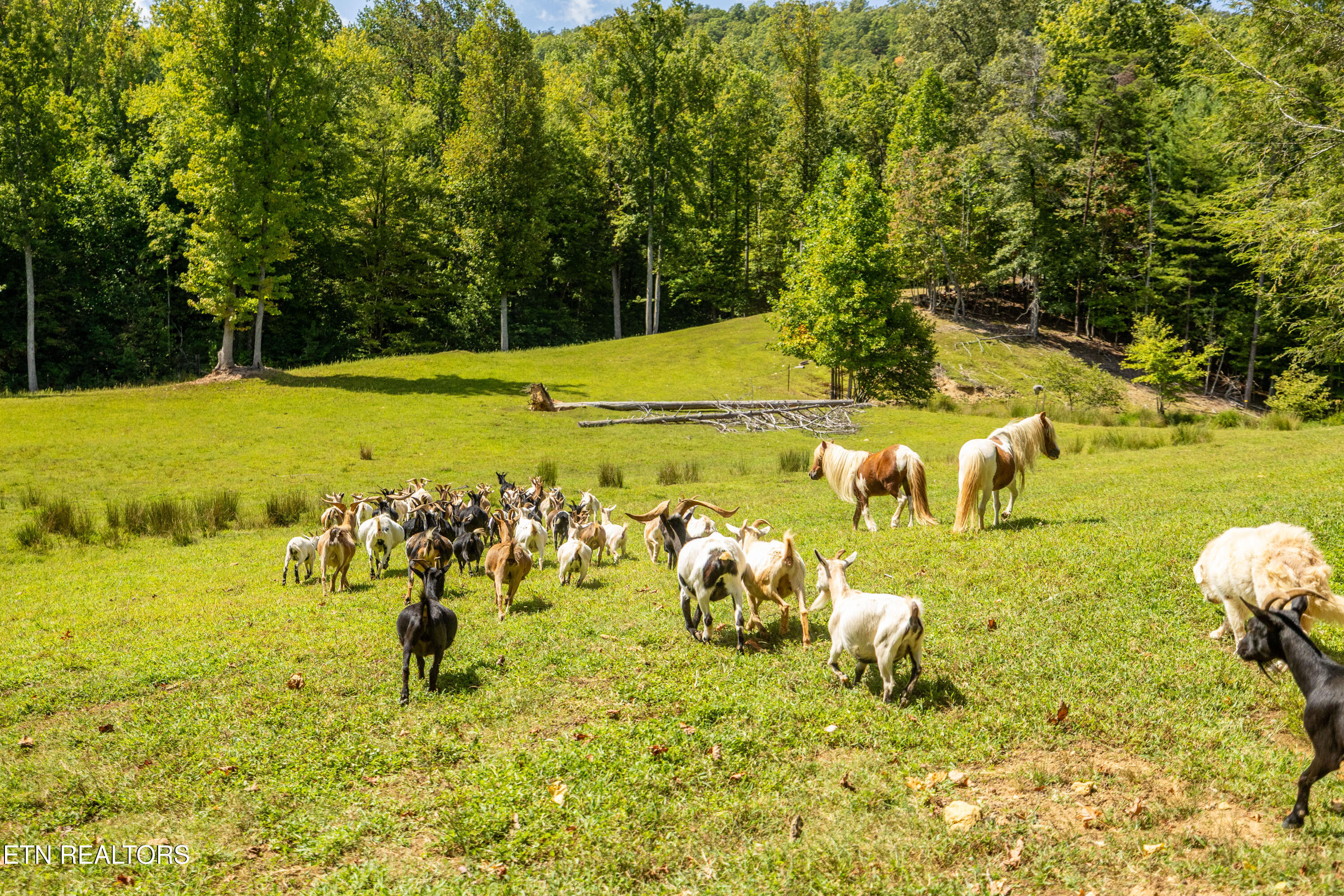 575 Ironsburg Road Tellico Plains, TN 37385 - Photo 59 of 60 575IronsburgRd-41