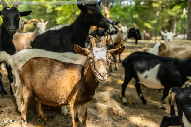 $1,199,000 | 575 Ironsburg Road, Tellico Plains, TN 37385