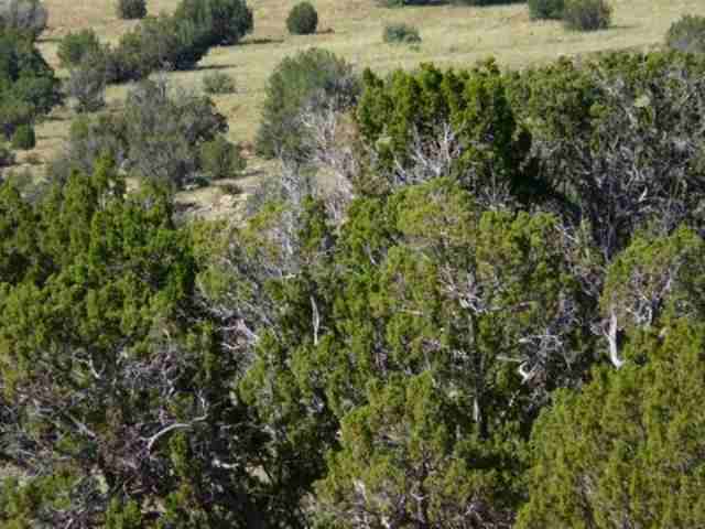 20 Chevelon Canyon Ranch Heber, AZ 85928 - Photo 4 of 4