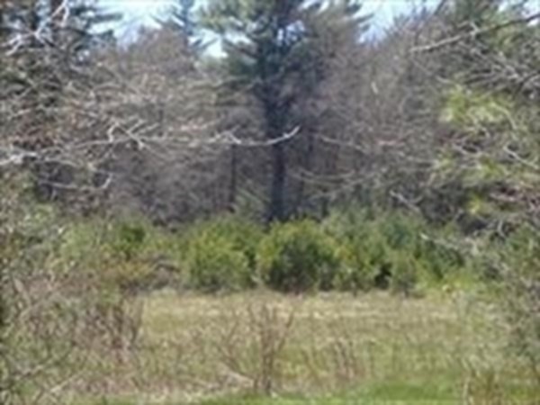 425 A Wareham Street Middleboro, MA 02346 - Photo 5 of 18 a big yard with lots of bushes