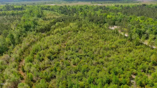 a view of a big yard with plants and large trees
