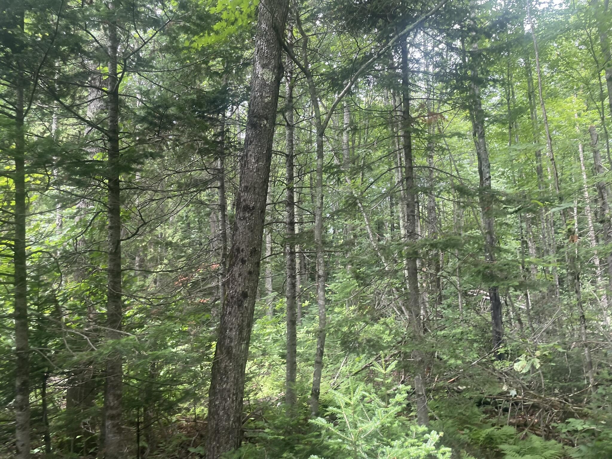 1075 Hill Road Clinton, ME 04927 - Photo 122 of 172 IMG_6220