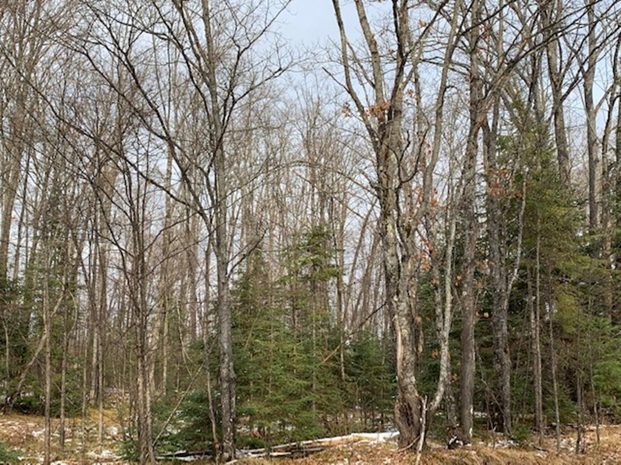 1 Beaver Lodge Road Mercer, WI 54547 - Photo 3 of 6 Gallery Image 3