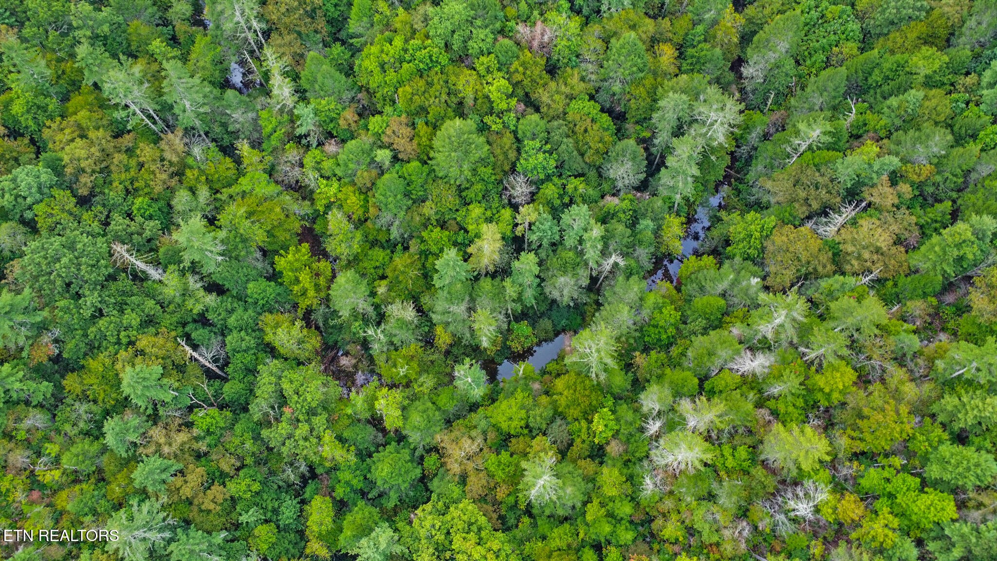 4676 Rugby Pike Allardt, TN 38504 - Photo 11 of 50 a view of a lush green forest