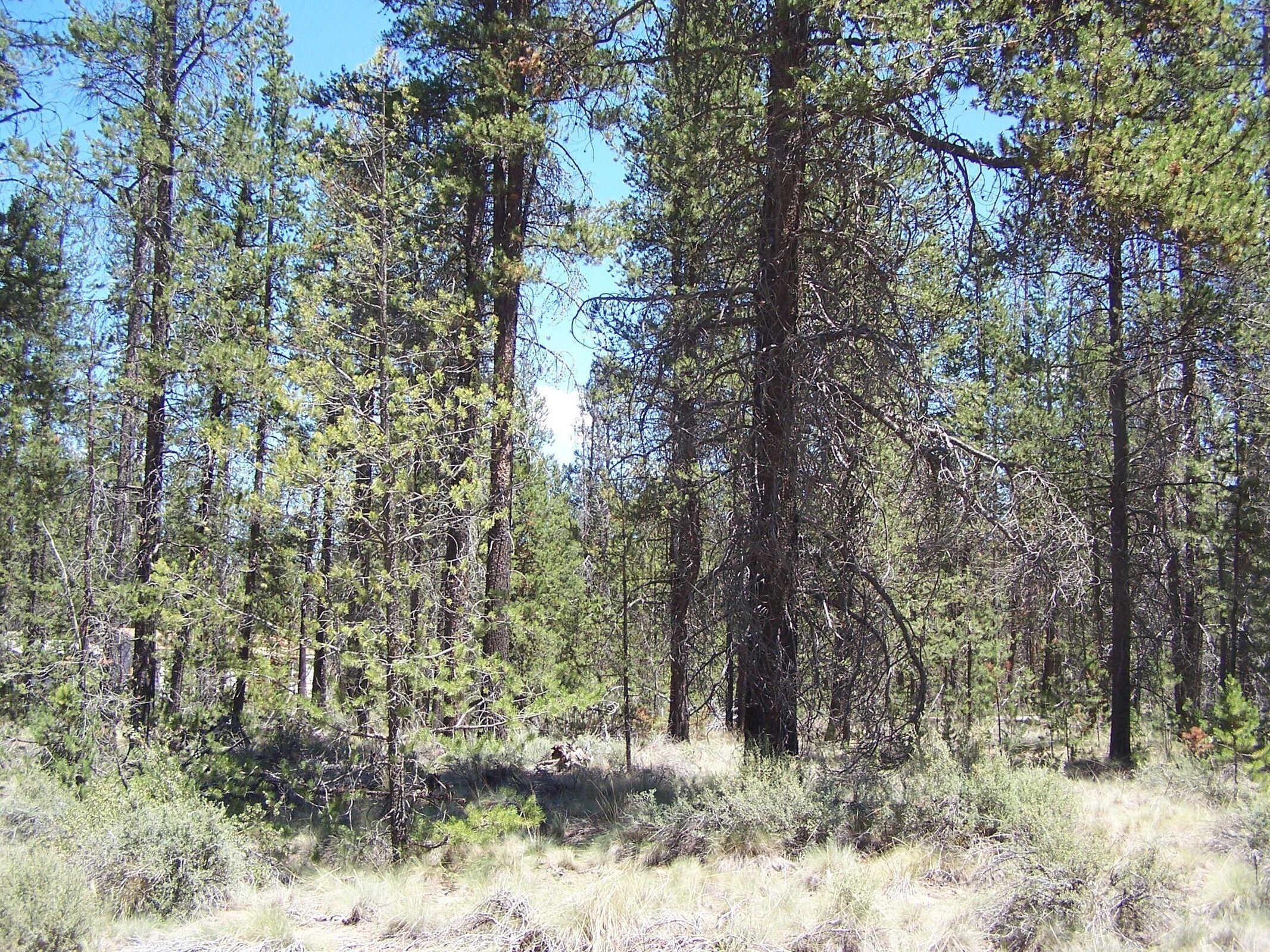 Skidgel Road La Pine, OR 97739 - Photo 4 of 7 20210708190415991961000000-o