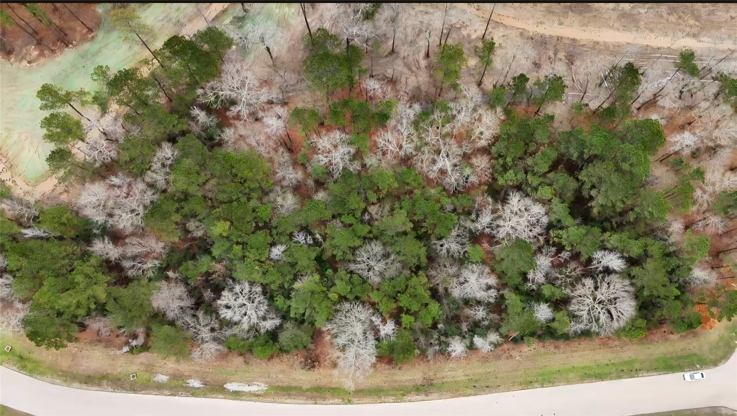 0 Radius Road Huntsville, TX 77340 - Photo 6 of 9 a view of a plant in a yard
