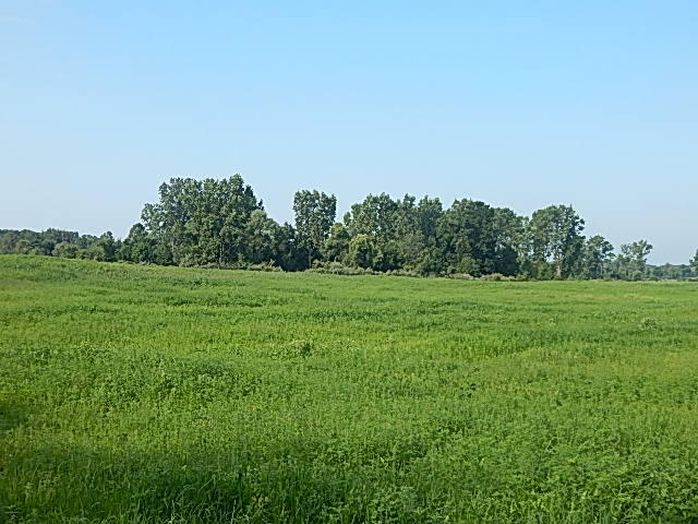Field view