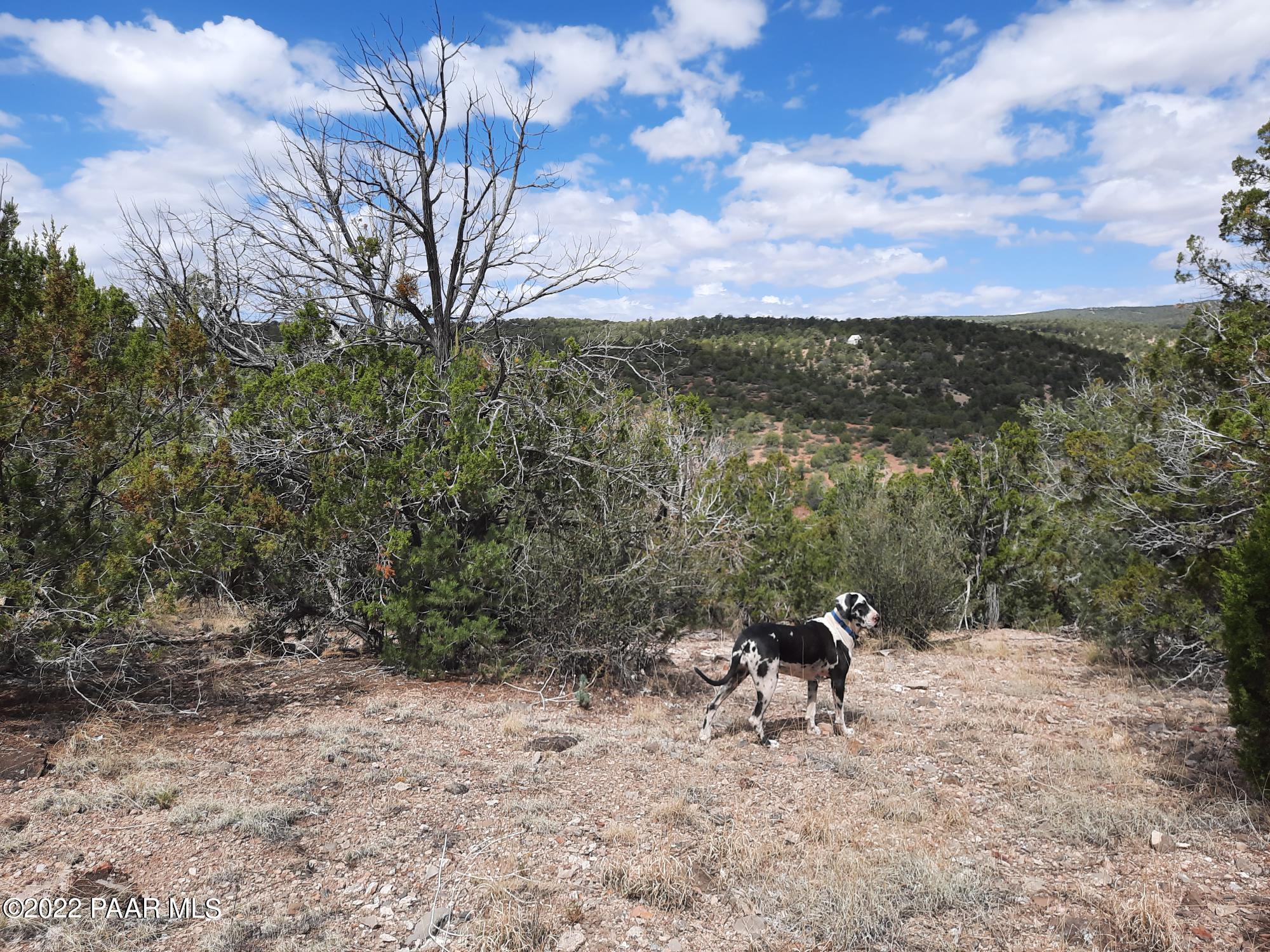 Lot 481 Ridge Runner Road Seligman, AZ 86337 - Photo 3 of 10 20220705_102613 - Copy