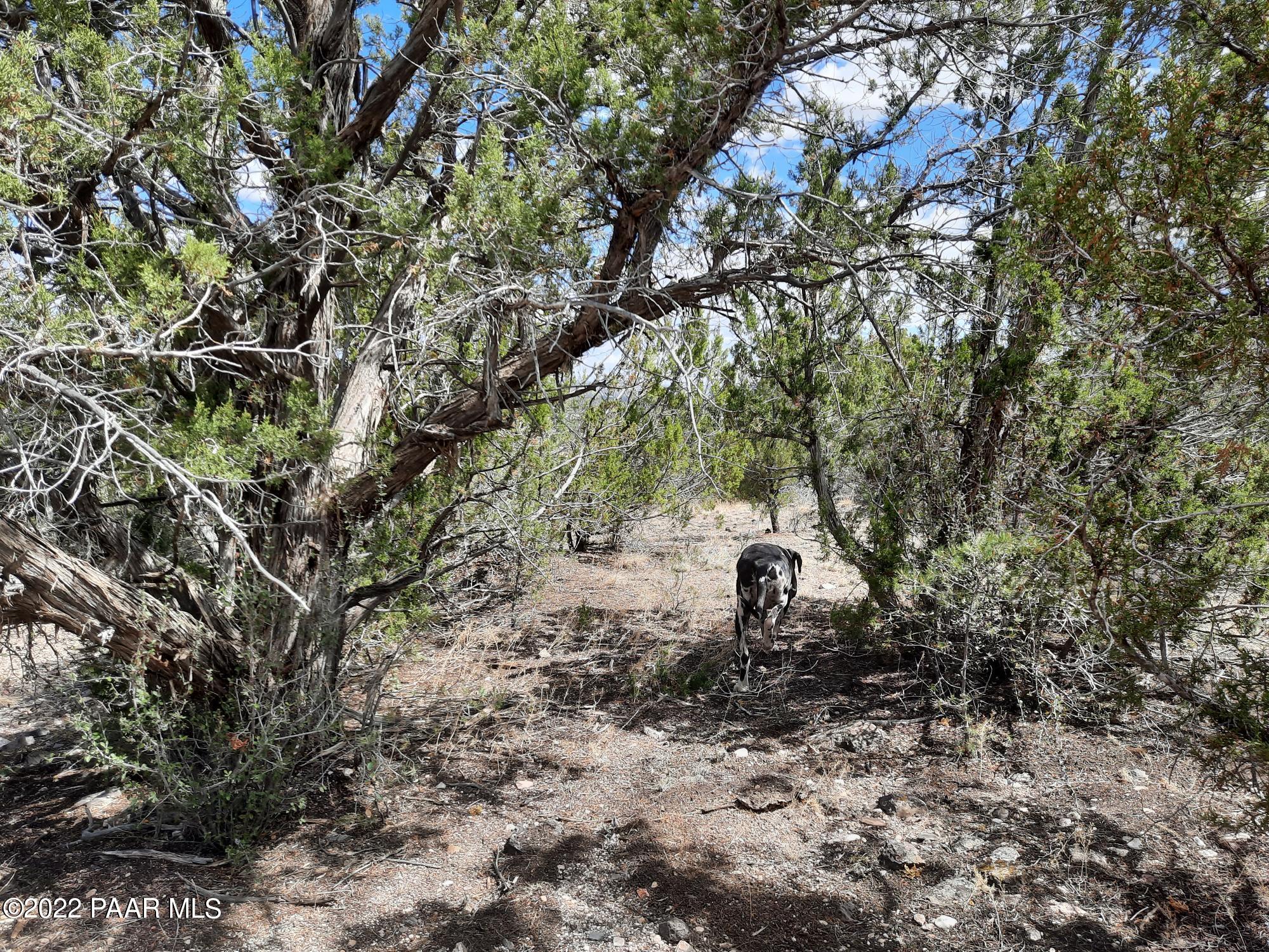 Lot 481 Ridge Runner Road Seligman, AZ 86337 - Photo 5 of 10 20220705_102642