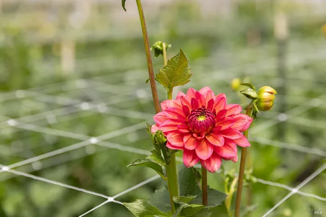 a close up of a white flower in a garden