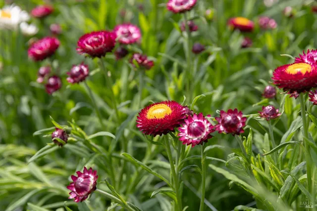 a street filled with lots of different kinds of flowers