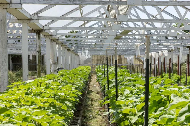 a view of a room with lots of potted plants and white walls