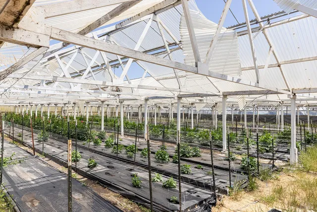 a view of a garden with a pathway