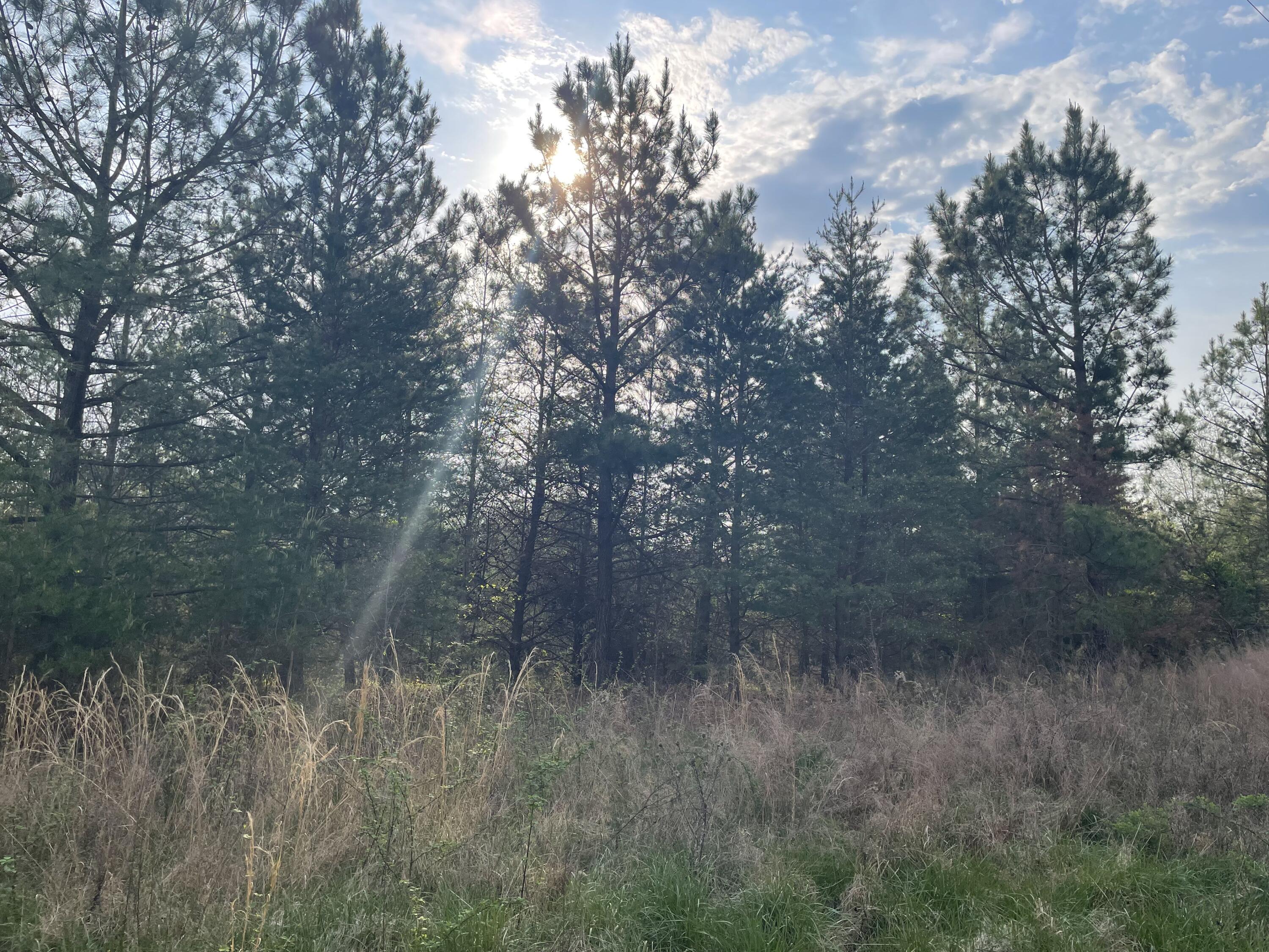 Lot 5 Truevine Road Rocky Mount, VA 24151 - Photo 6 of 14 a view of a lush green forest