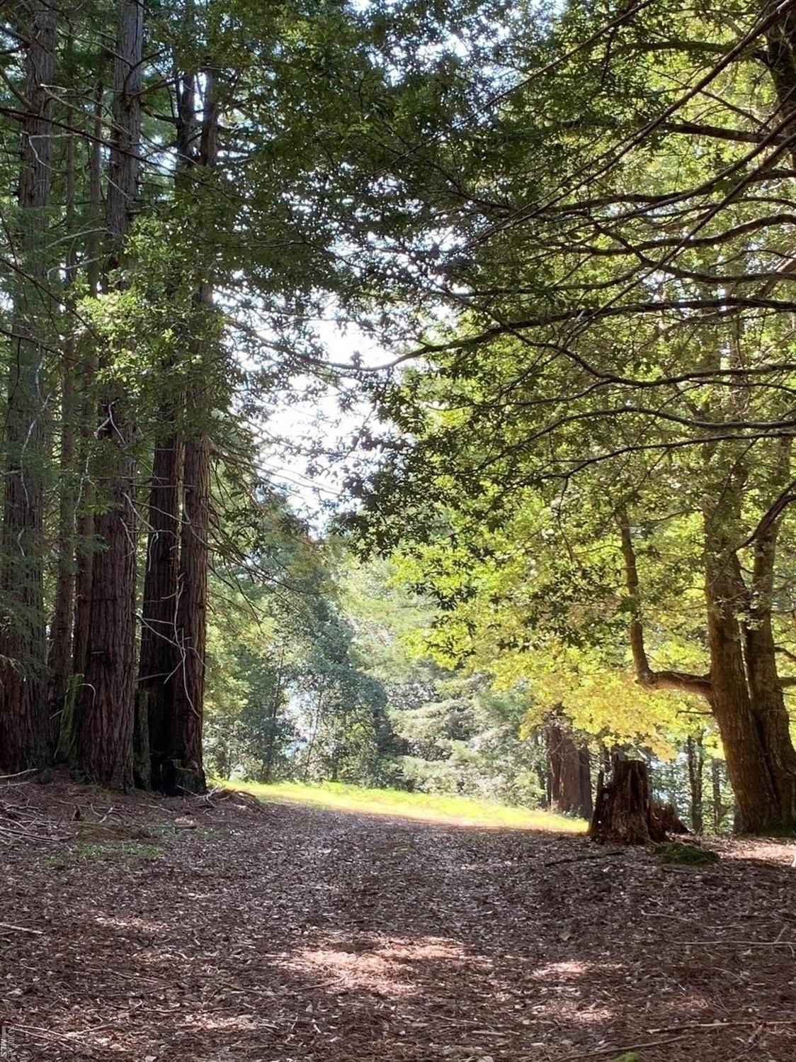 a view of a yard with plants and trees