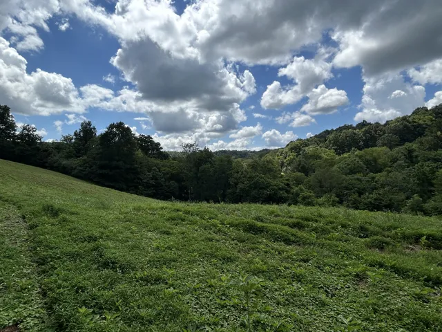 a view of a big yard with lots of green space