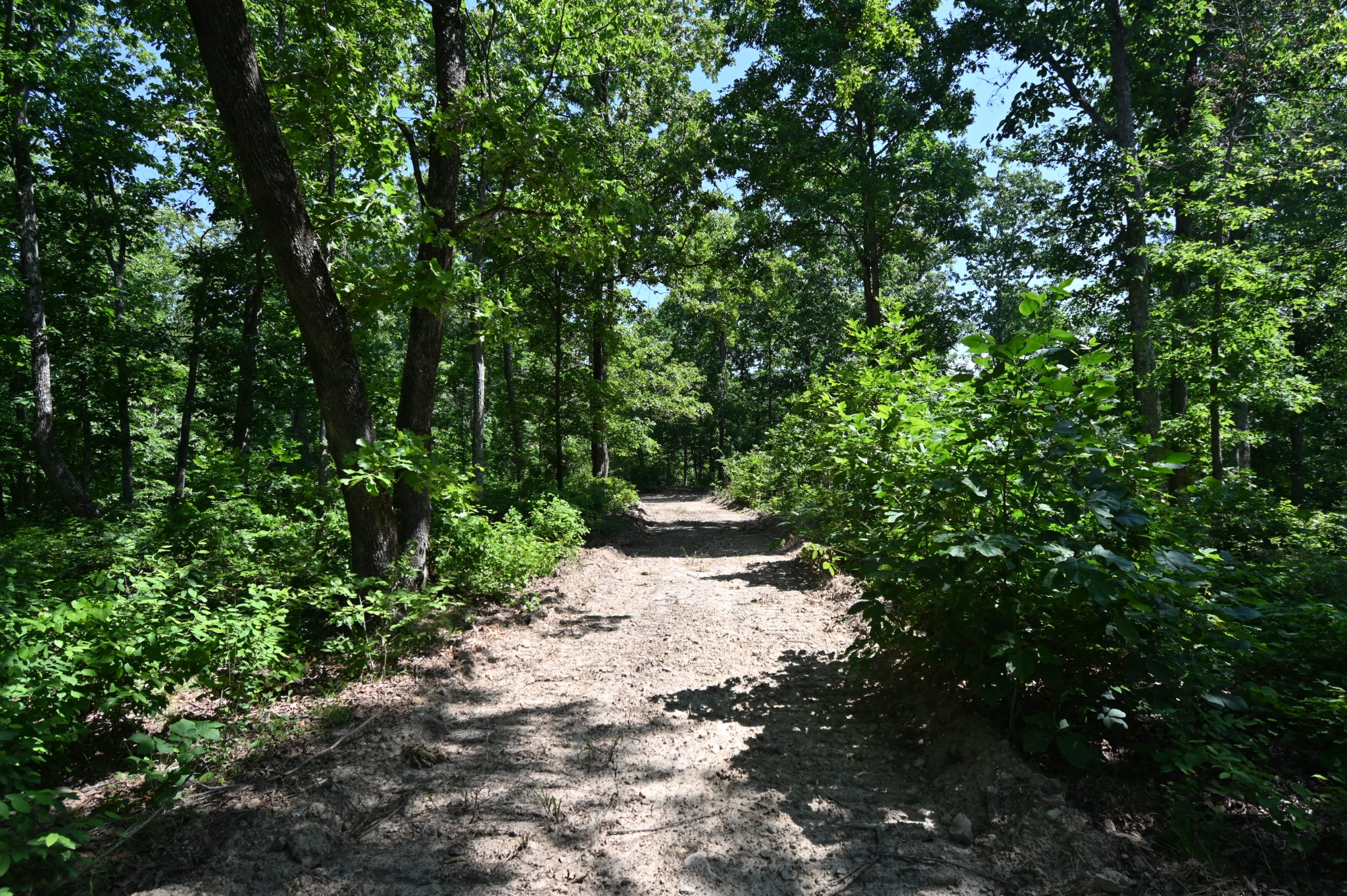 0 Bear Creek Road Waverly, TN 37185 - Photo 2 of 35 a view of a pathway both side of yard