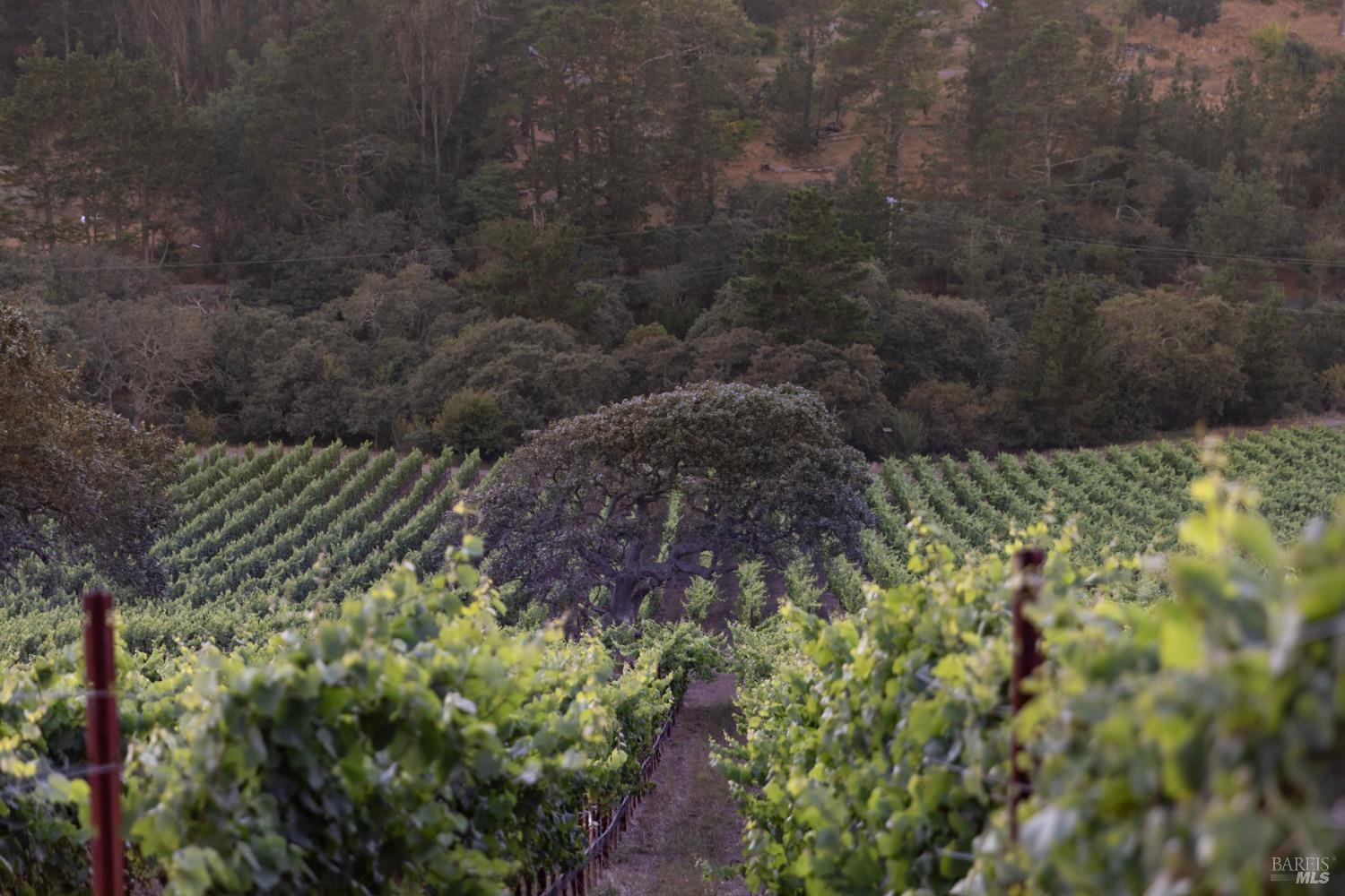 3545 Bloomfield Road Sebastopol, CA 95472 - Photo 7 of 28