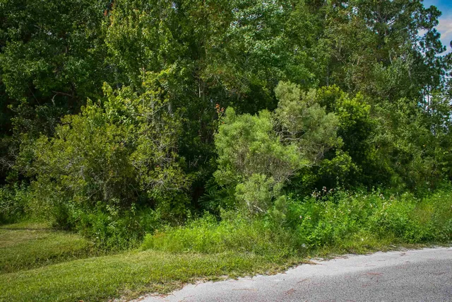 a view of a lush green forest with large trees