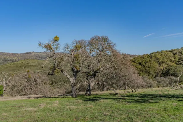 a big yard with lots of green space and trees all around