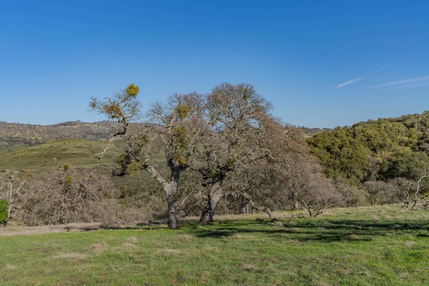 7220 Stony Creek Road Jackson, CA 95642 - Photo 19 of 60 a view of a field with an trees