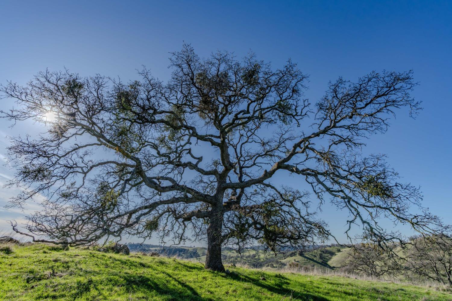 7220 Stony Creek Road Jackson, CA 95642 - Photo 22 of 60 a backyard of a house with lots of green space