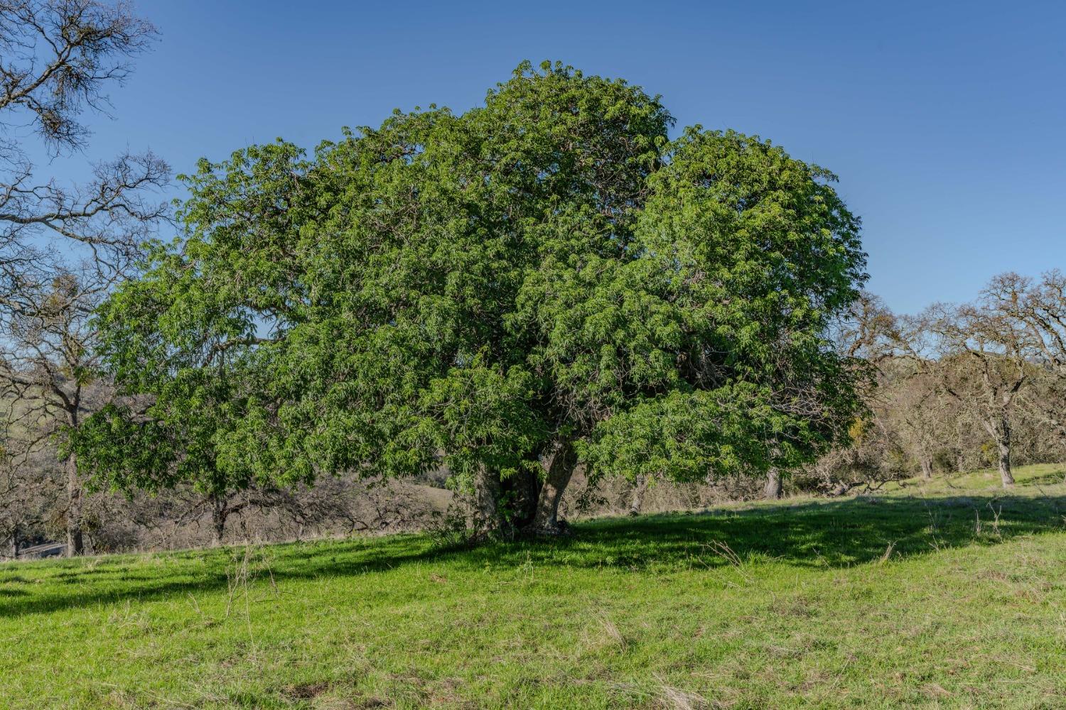 7220 Stony Creek Road Jackson, CA 95642 - Photo 25 of 60