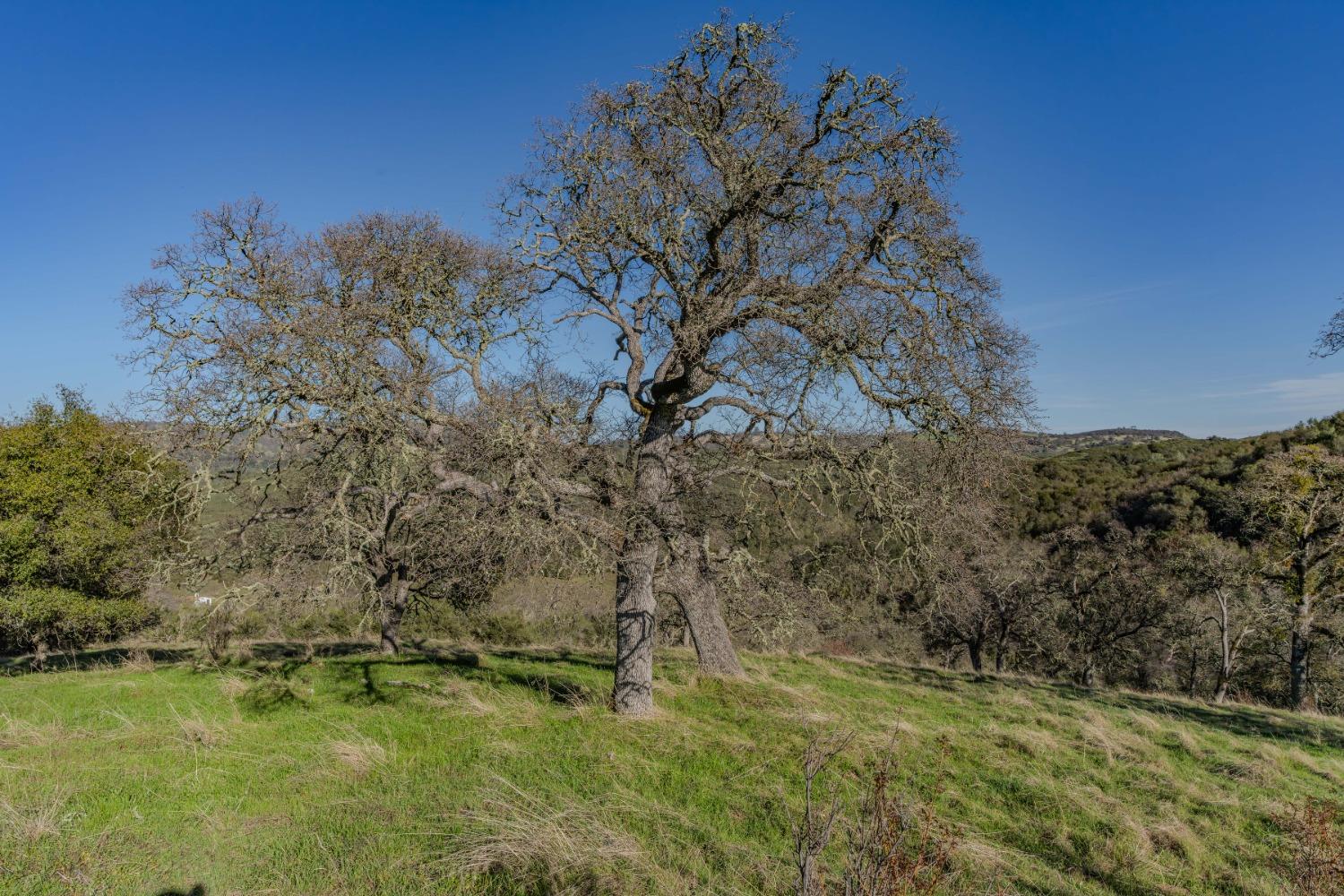 7220 Stony Creek Road Jackson, CA 95642 - Photo 27 of 60 a view of a lush green space with sea