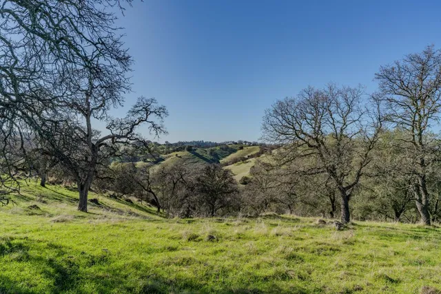 a view of a yard with a tree
