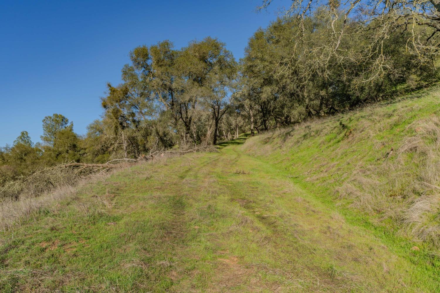 7220 Stony Creek Road Jackson, CA 95642 - Photo 32 of 60 a view of a yard with a tree