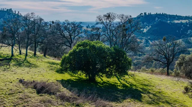a view of a forest with a yard