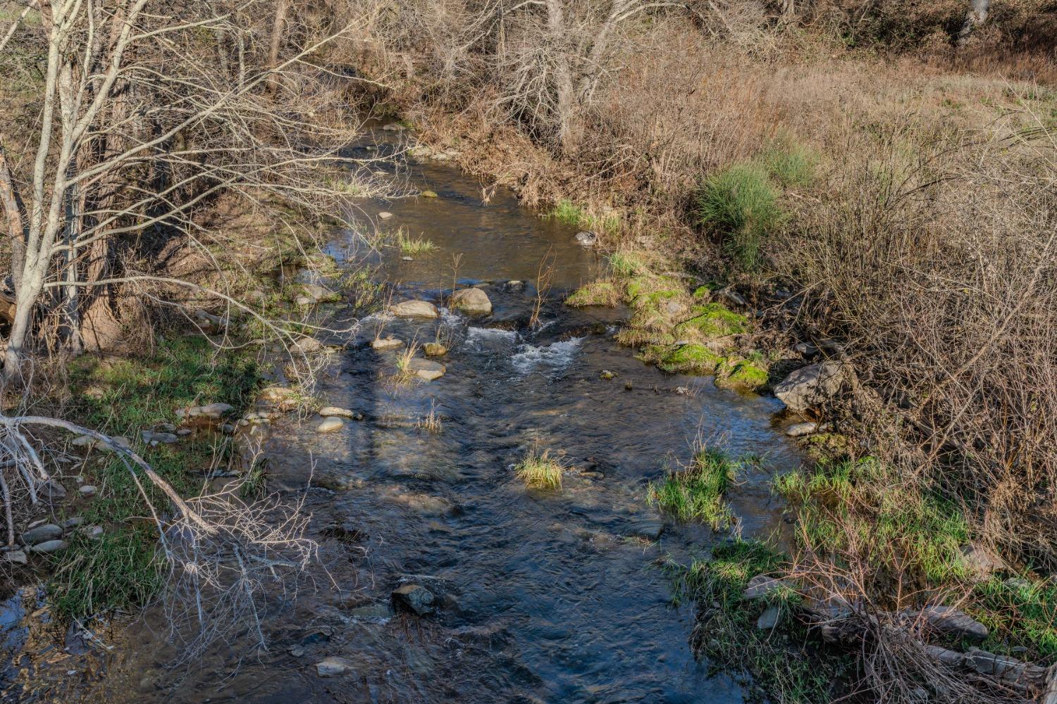 7220 Stony Creek Road Jackson, CA 95642 - Photo 5 of 60 a view of a forest with a tree