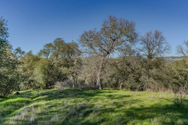 a big yard with lots of green space and deers