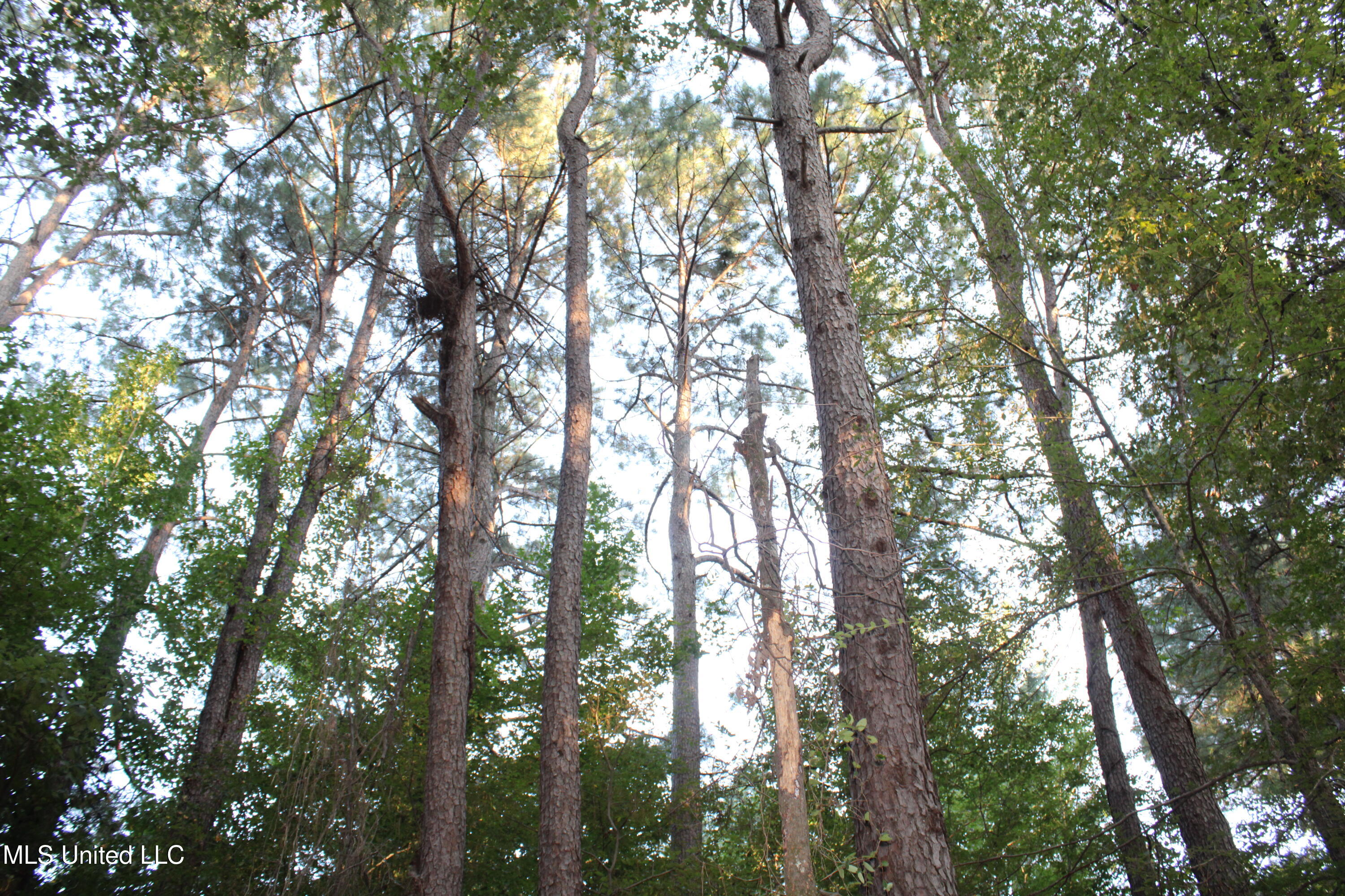 1800 Union Valley Road Byhalia, MS 38611 - Photo 12 of 14 IMG_6402