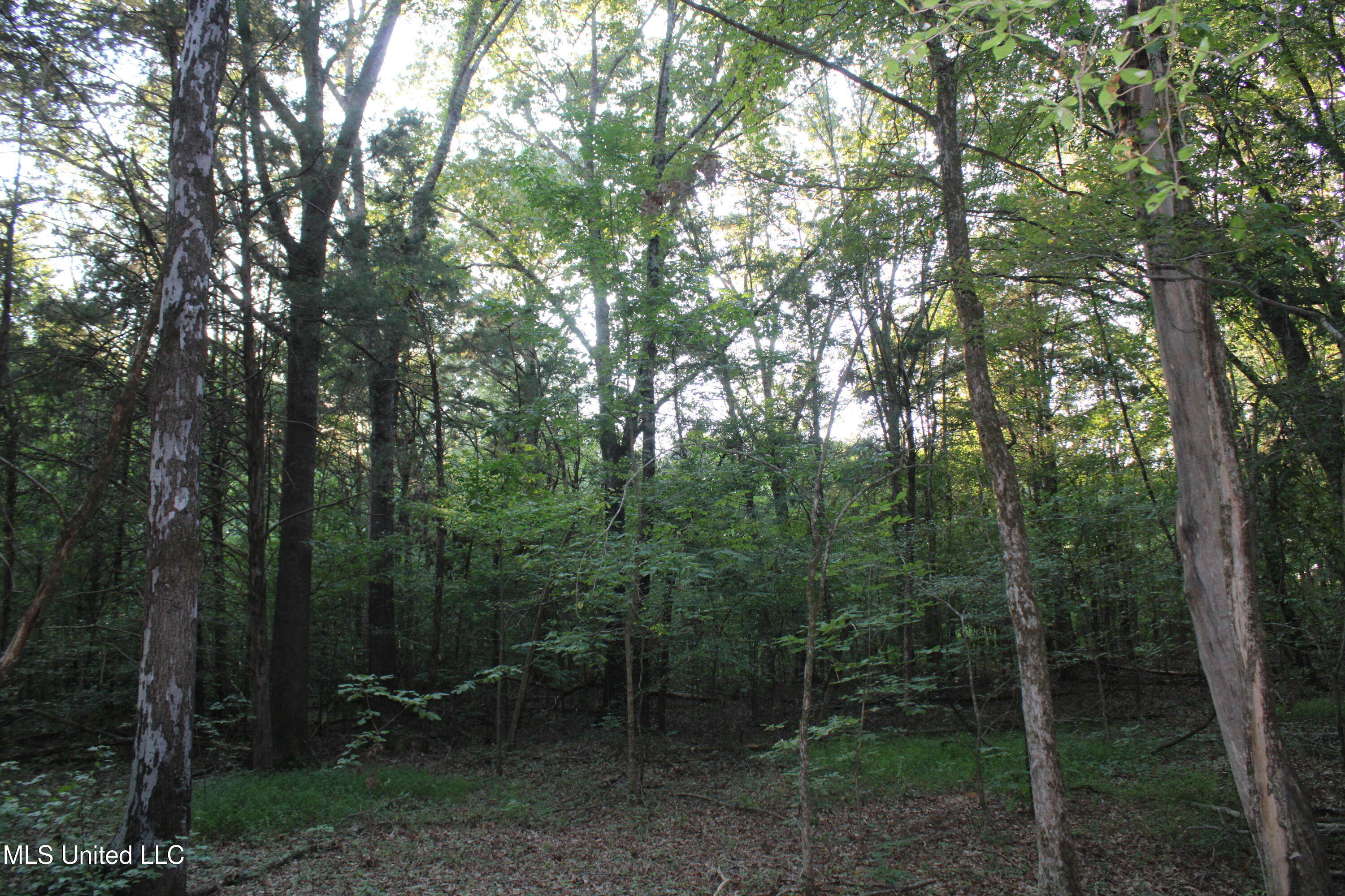 1800 Union Valley Road Byhalia, MS 38611 - Photo 3 of 14 IMG_6390