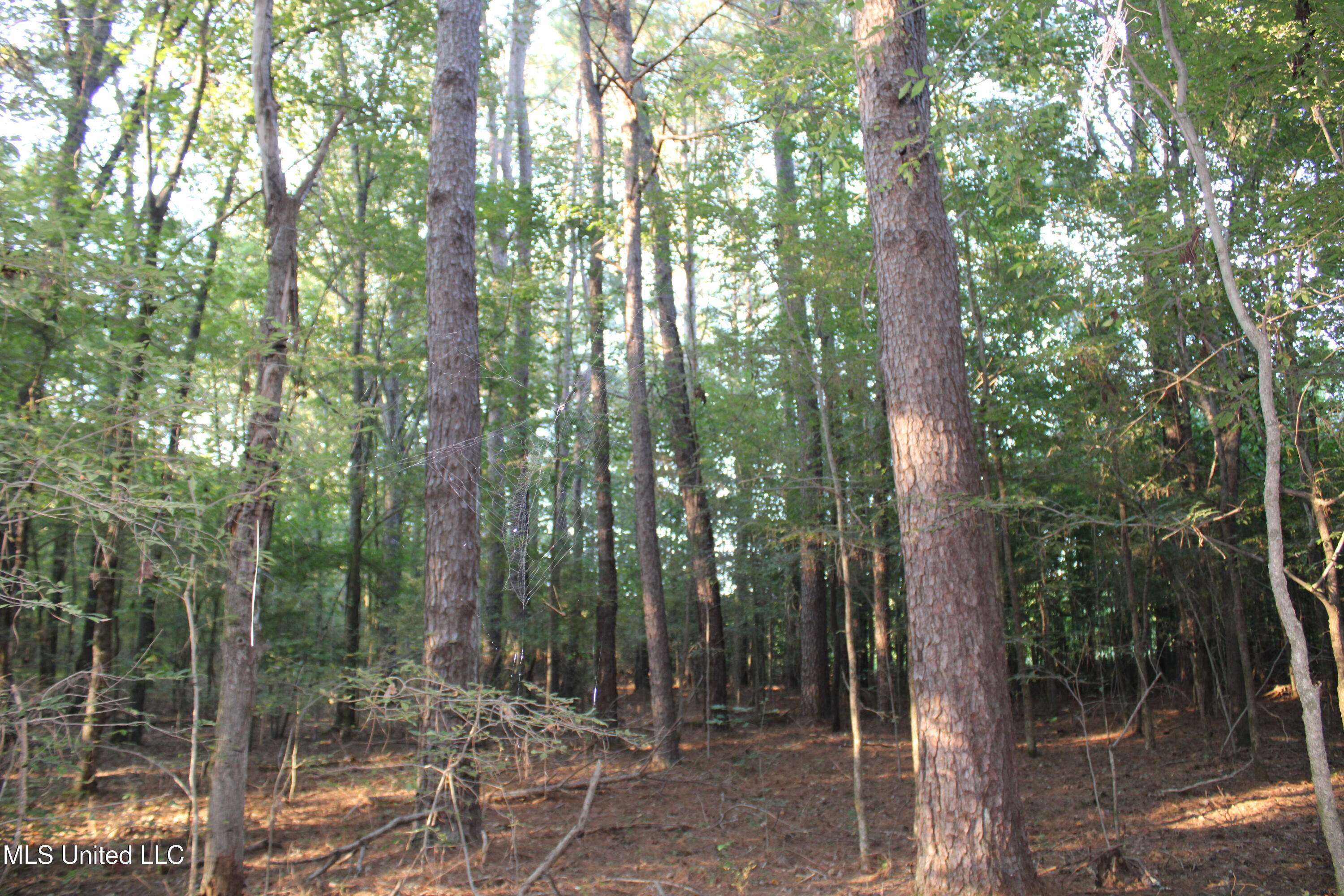 1800 Union Valley Road Byhalia, MS 38611 - Photo 6 of 14 IMG_6394