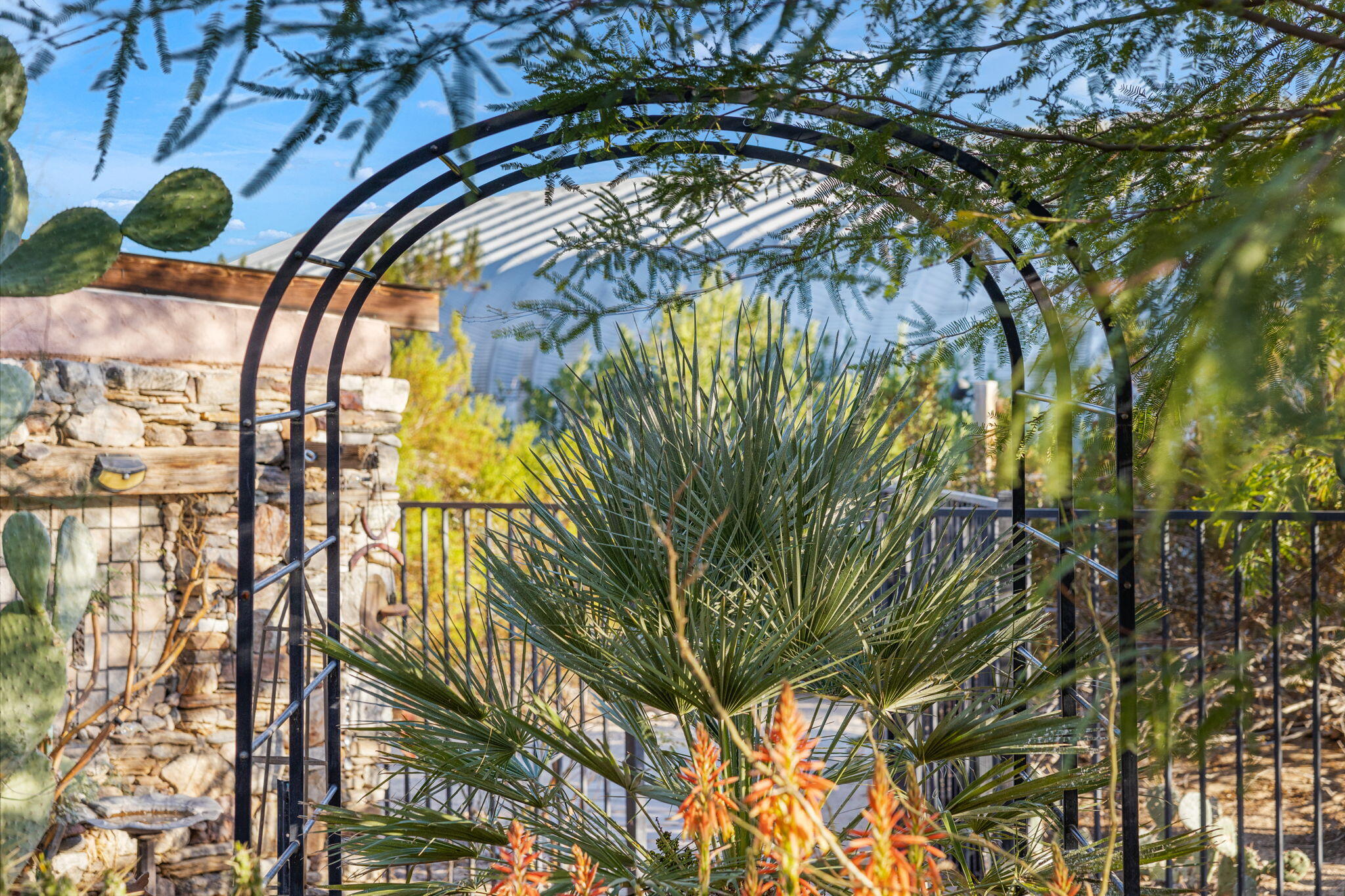 22950 Henry Road Desert Hot Springs, CA 92241 - Photo 46 of 68 a close up of a plant in a garden