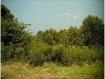 24 High Bridge Road Lancaster, KY 40444 - Photo 1 of 2 Photo 1