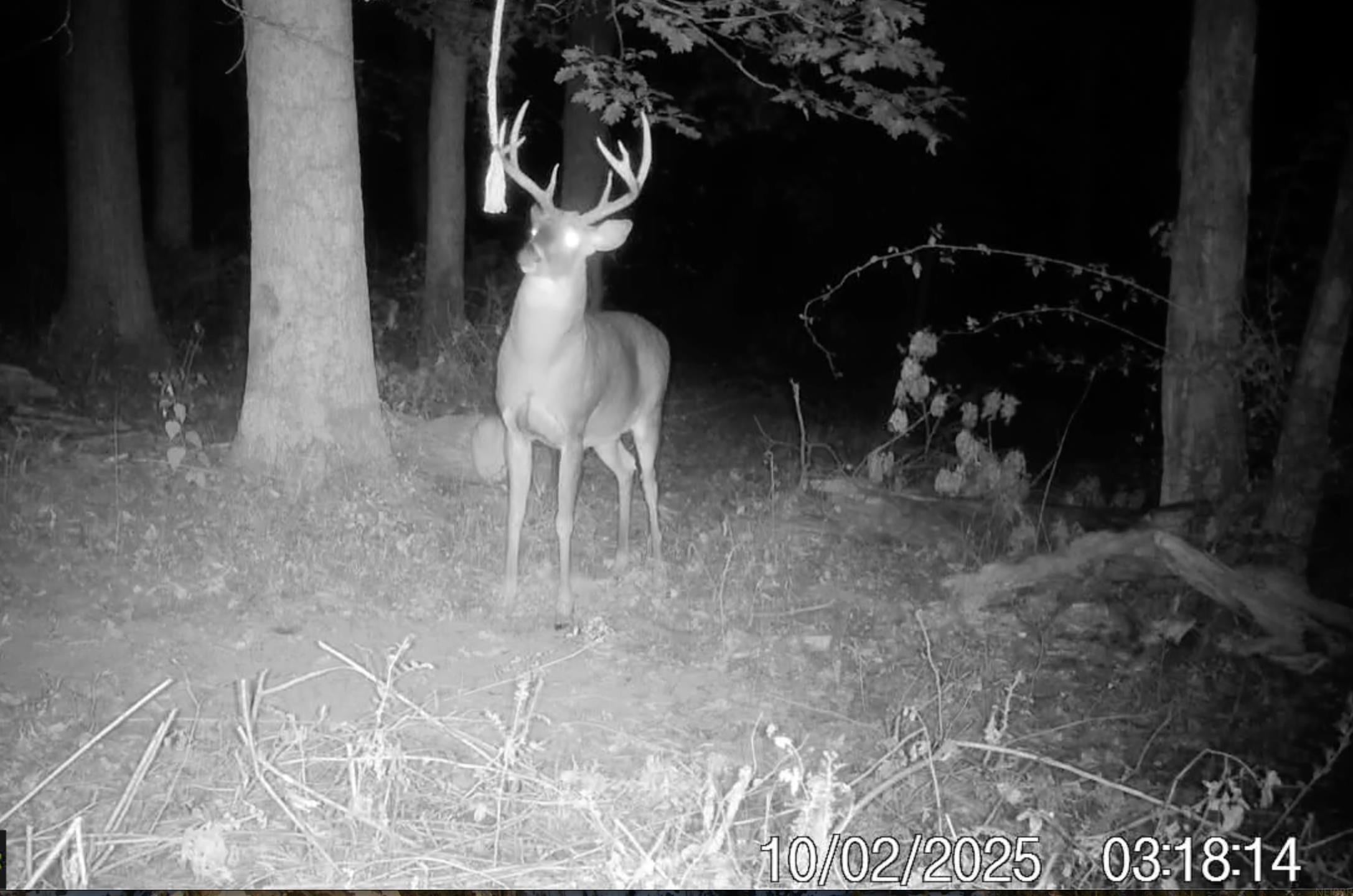0 Lycurgus Road Waukon, IA 52172 - Photo 17 of 24 Gallery Image 17