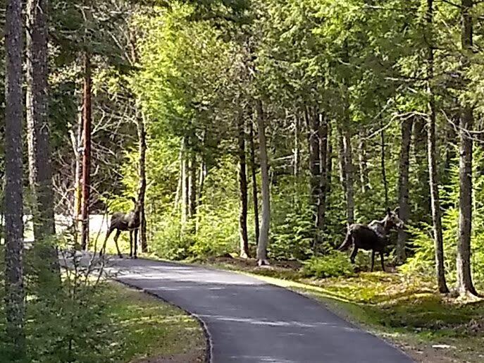 946 Edinburg Road Howland, ME 04448 - Photo 67 of 85 99138947_10222849169806000_8353033580456