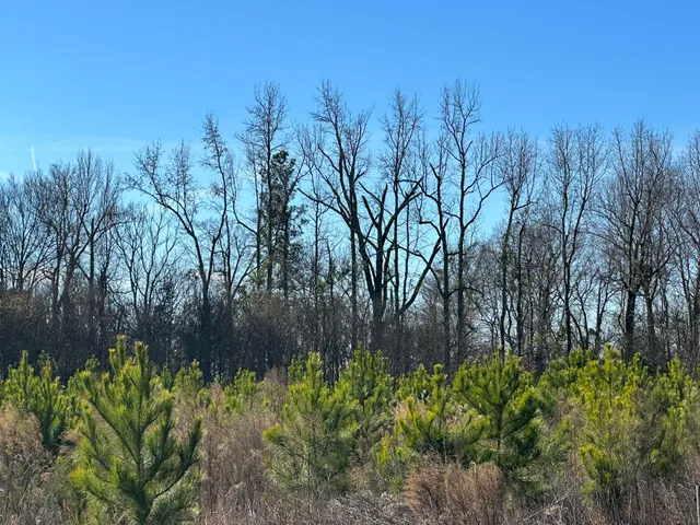 $41,000 | Lot 6 Triangle Road, Louisville, GA 30434