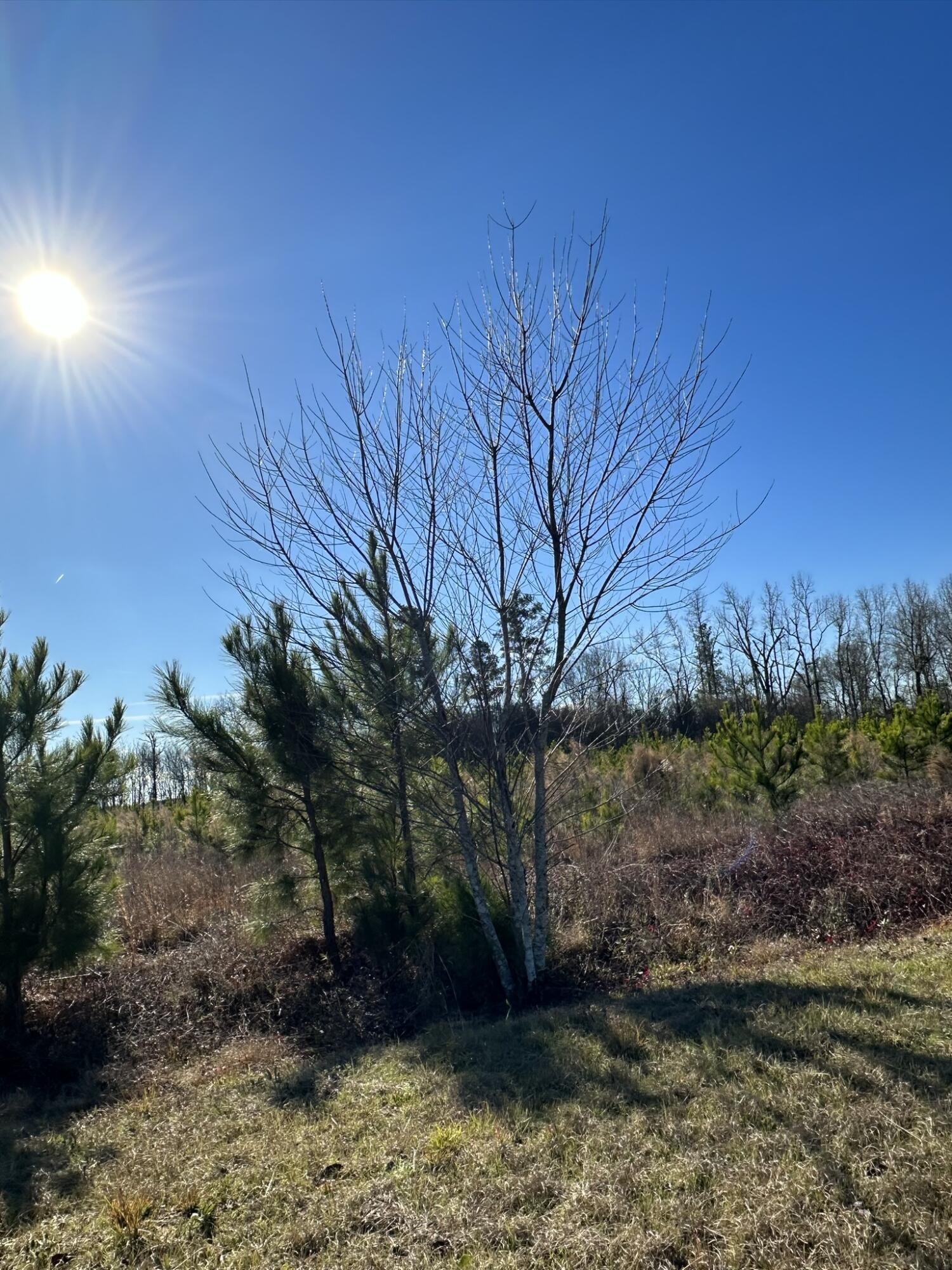 Lot 6 Triangle Road Louisville, GA 30434 - Photo 4 of 10 IMG_7203