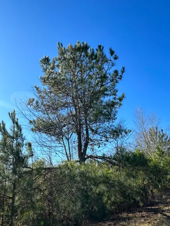 $39,900 | Lot 6 Triangle Road, Louisville, GA 30434
