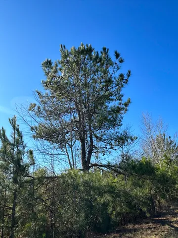 $41,000 | Lot 6 Triangle Road, Louisville, GA 30434