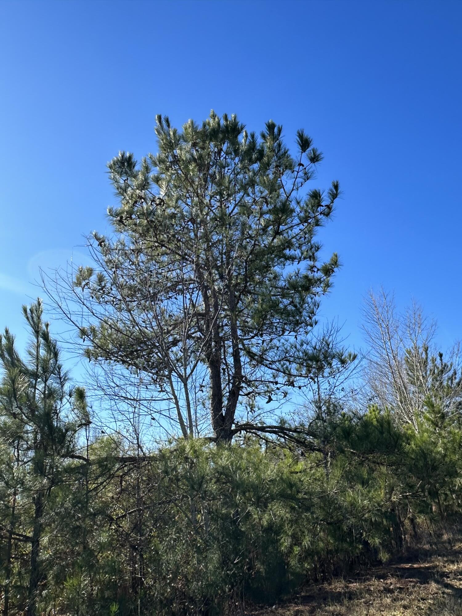 Lot 6 Triangle Road Louisville, GA 30434 - Photo 6 of 10 IMG_7205