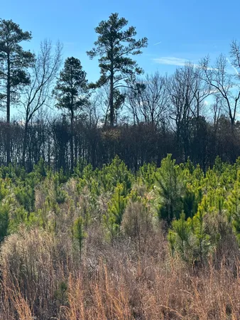 $39,900 | Lot 6 Triangle Road, Louisville, GA 30434