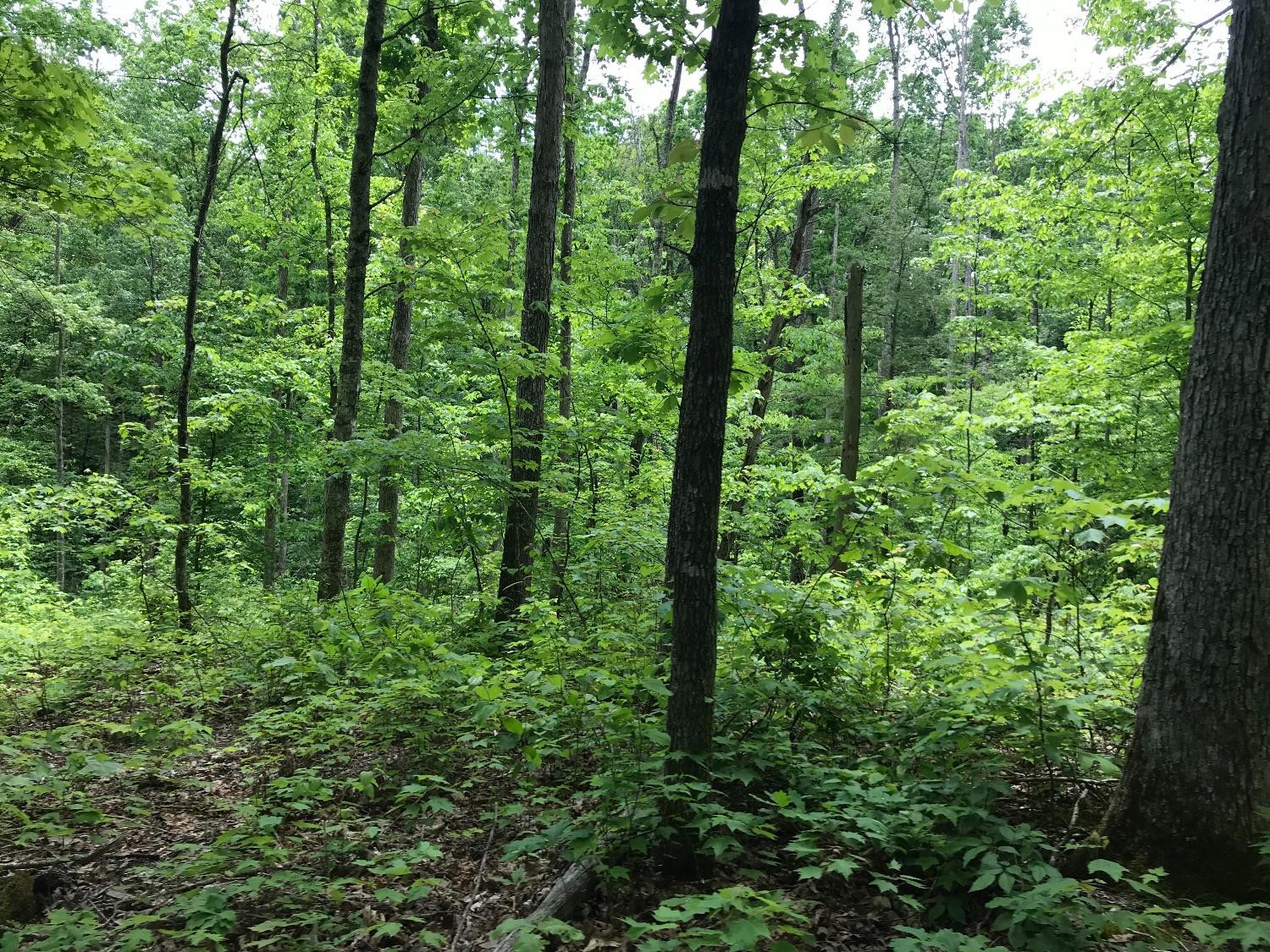 1 Amos Ridge Road Frenchburg, KY 40322 - Photo 6 of 15 Listing Photo
