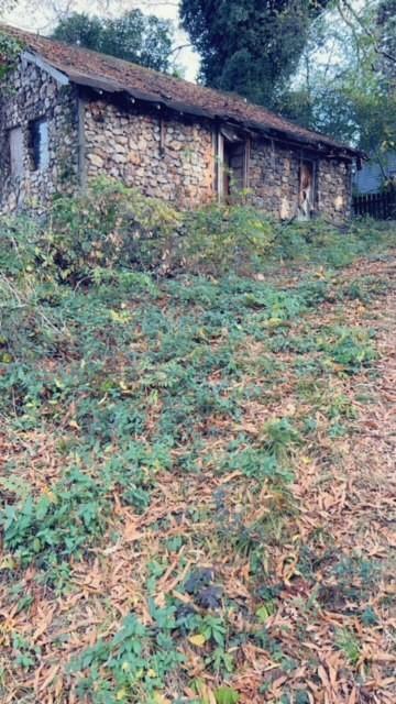 305 Stonewall Street Rome, GA 30161 - Photo 1 of 1 a view of a backyard with plants and large trees