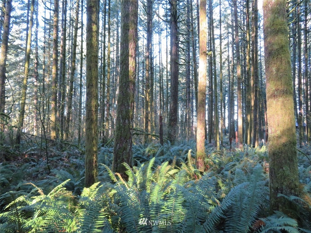 -xxx Antrim Road Winlock, WA 98596 - Photo 14 of 25
