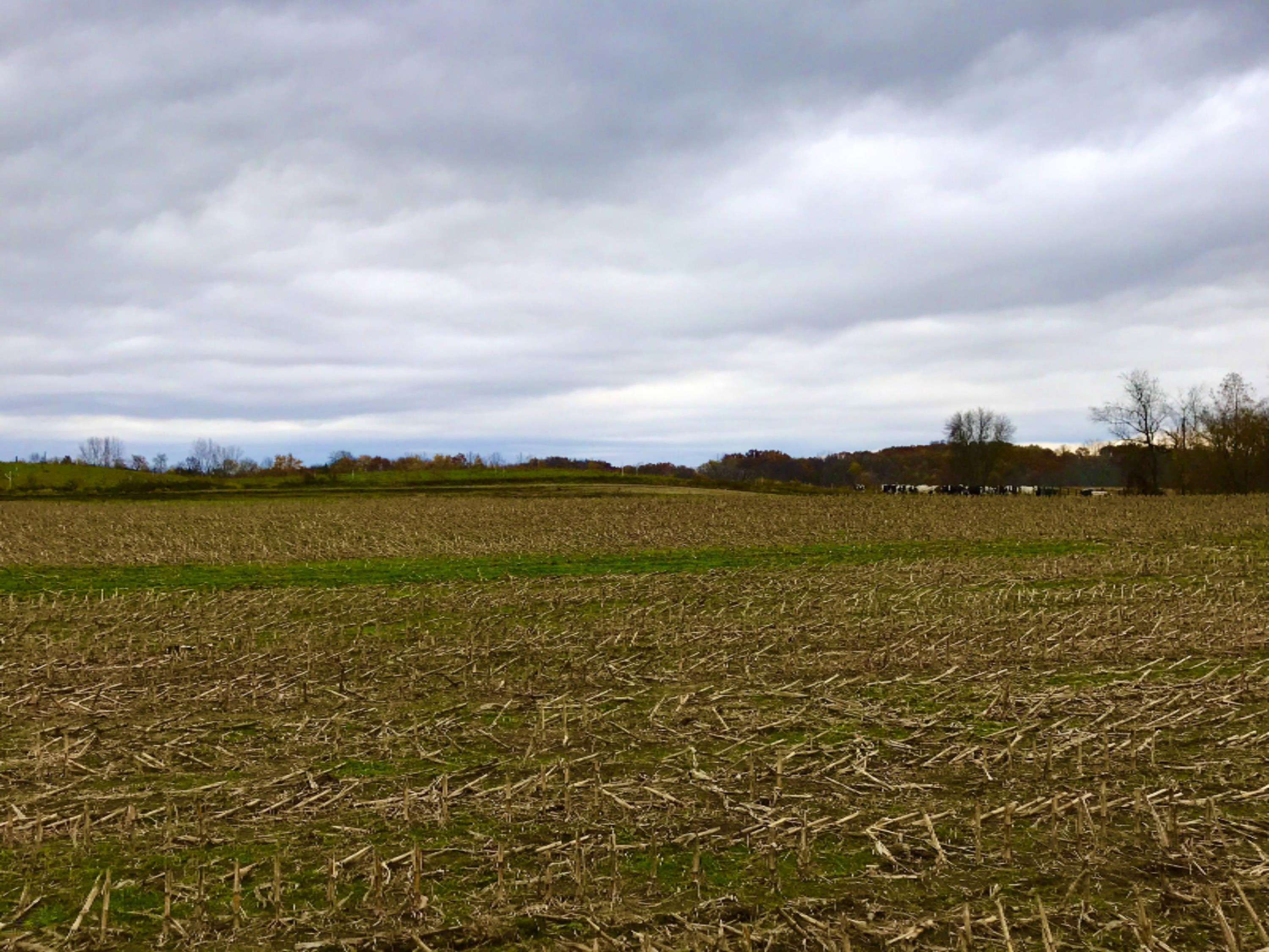 7353 Lincoln Road Jackson, MI 49201 - Photo 7 of 15 11